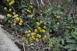 Chrysanthemum indicum L. resmi