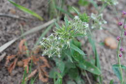 Image de Oxypetalum brachystemma Malme