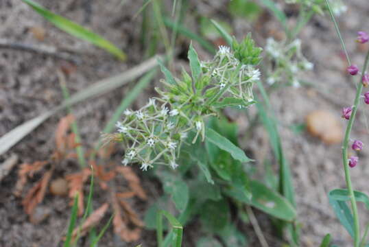 Image of Oxypetalum brachystemma Malme