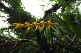 Image of Acianthera glumacea (Lindl.) Pridgeon & M. W. Chase