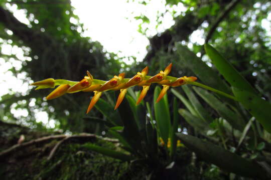 Image of Acianthera glumacea (Lindl.) Pridgeon & M. W. Chase