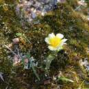 Image of Moraea luteoalba (Goldblatt) Goldblatt