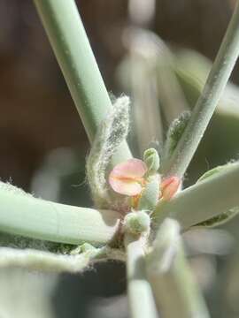 Image of Hooker's buckwheat