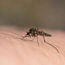 Image of Aedes impiger (Walker 1848)