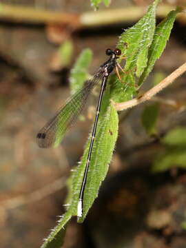 Image of Agriomorpha May 1933