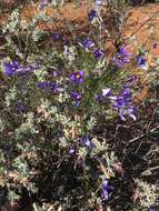 Image of Eremophila forrestii F. Muell.