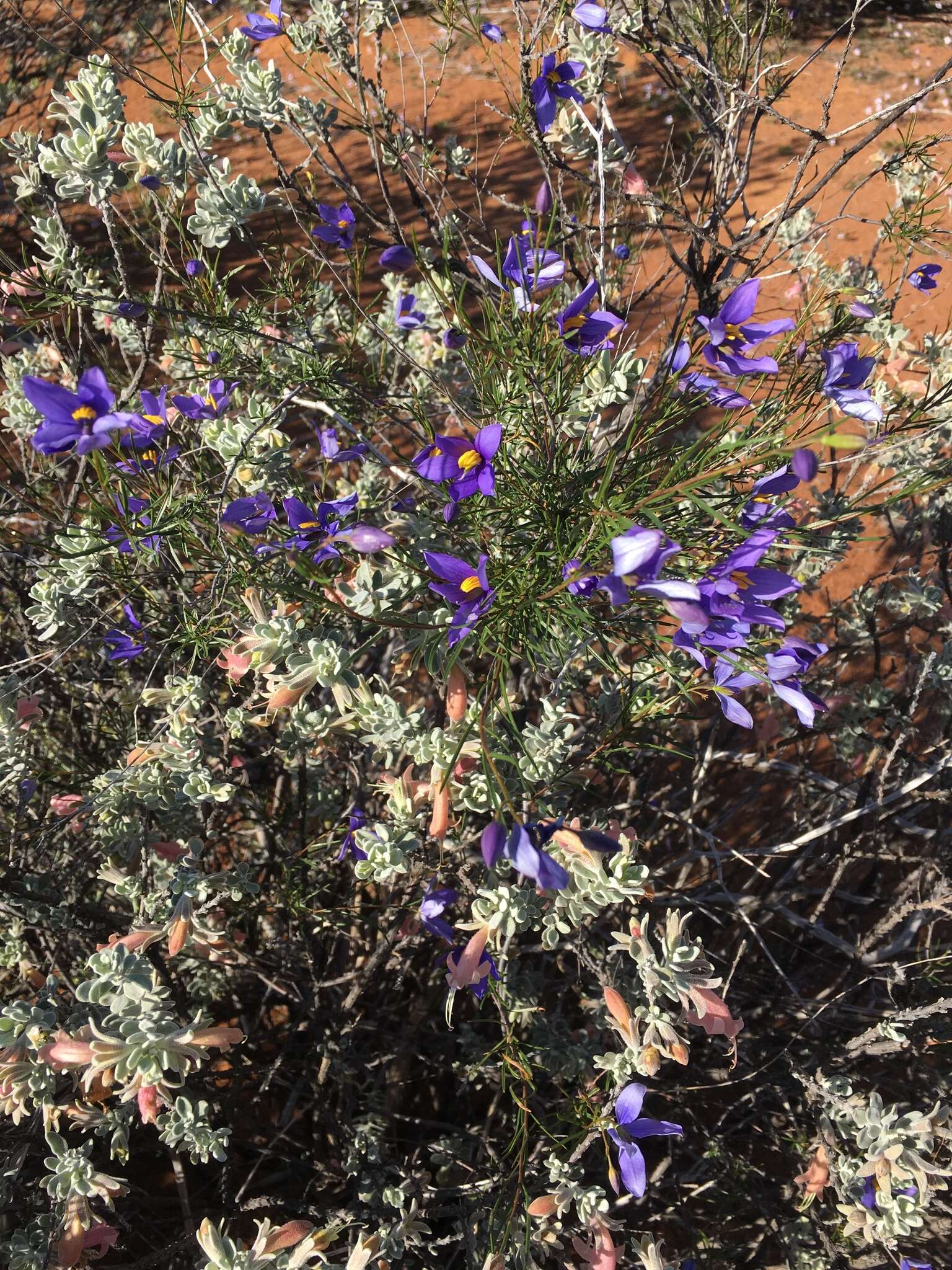 Image of Eremophila forrestii F. Muell.