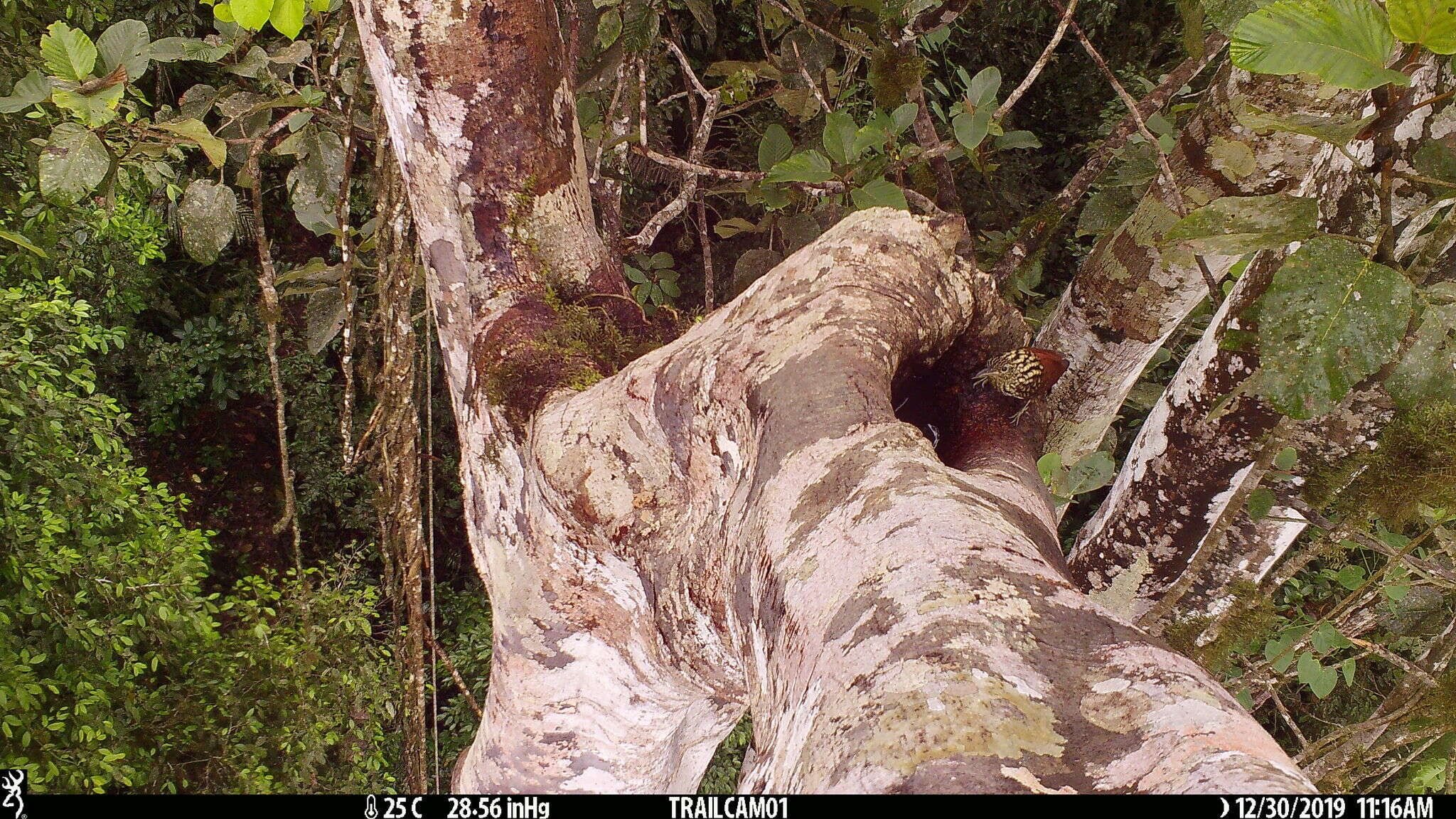 Image of Black-striped Woodcreeper