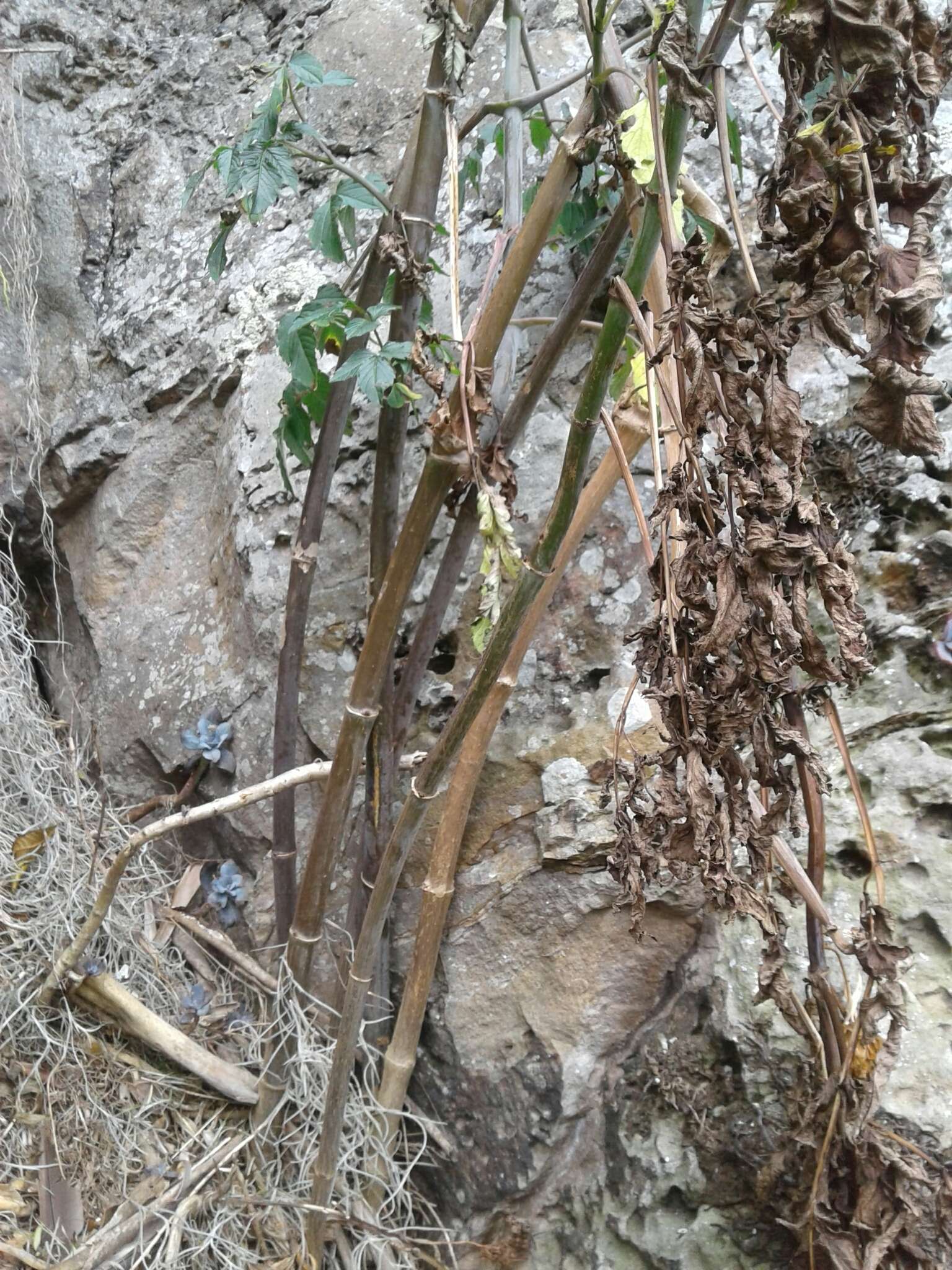 Image of Tree dahlia
