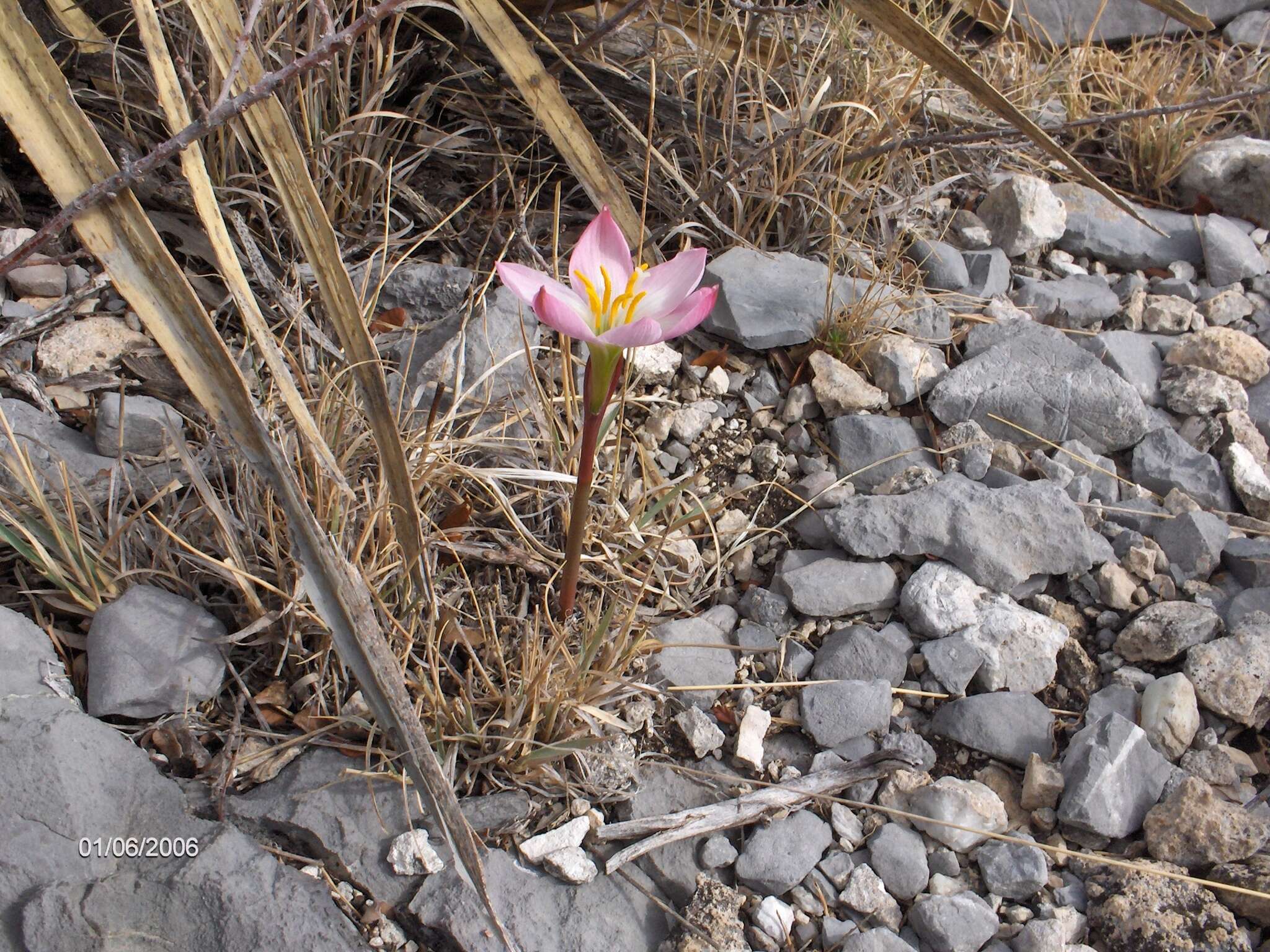 Image of Zephyranthes brevipes Standl.