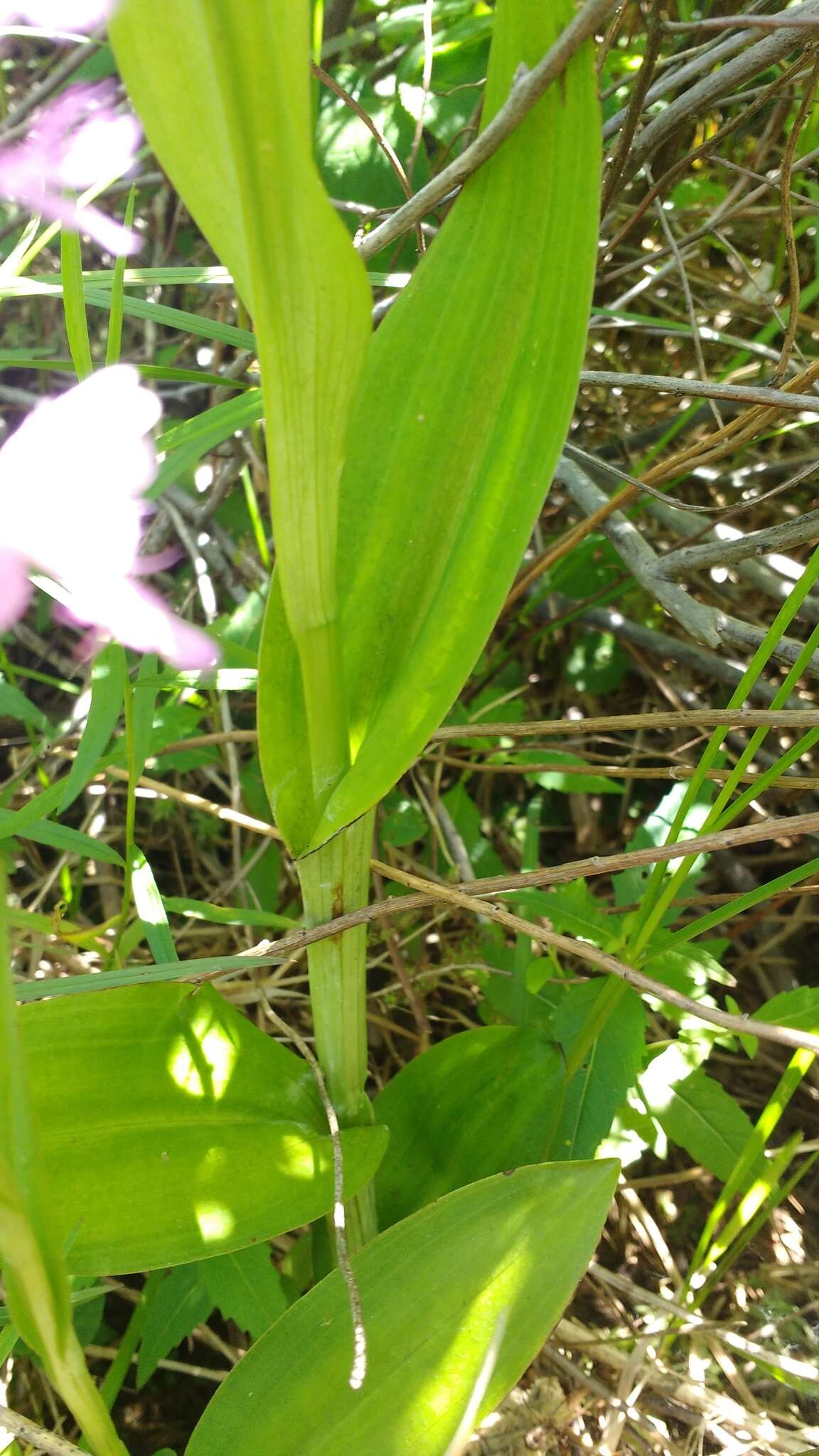 Image of Greater purple fringed orchid