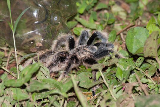 Image of Tliltocatl albopilosus