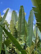 Image of Heliconia mariae Hook. fil.