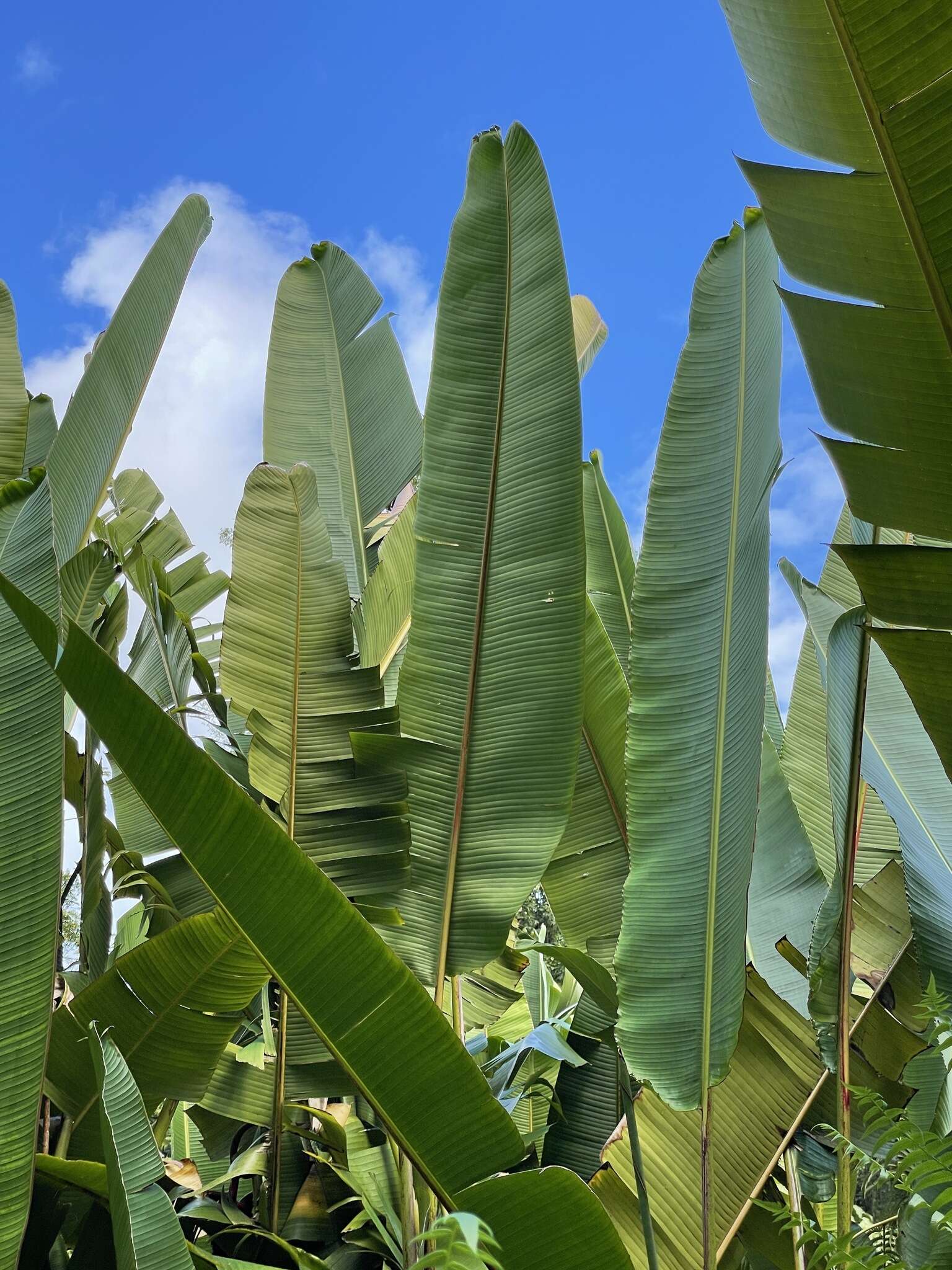 Image of Heliconia mariae Hook. fil.