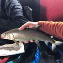 Image of Bonneville whitefish