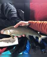 Image of Bonneville whitefish