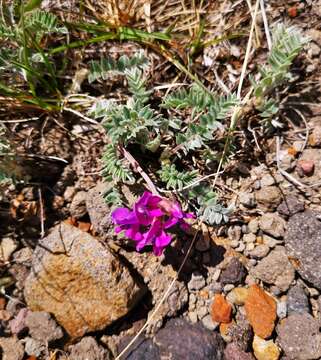 Image of Oxytropis revoluta Ledeb.