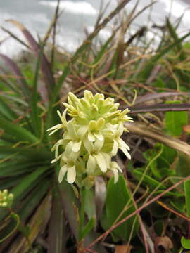 Image of Menonvillea linearis DC.