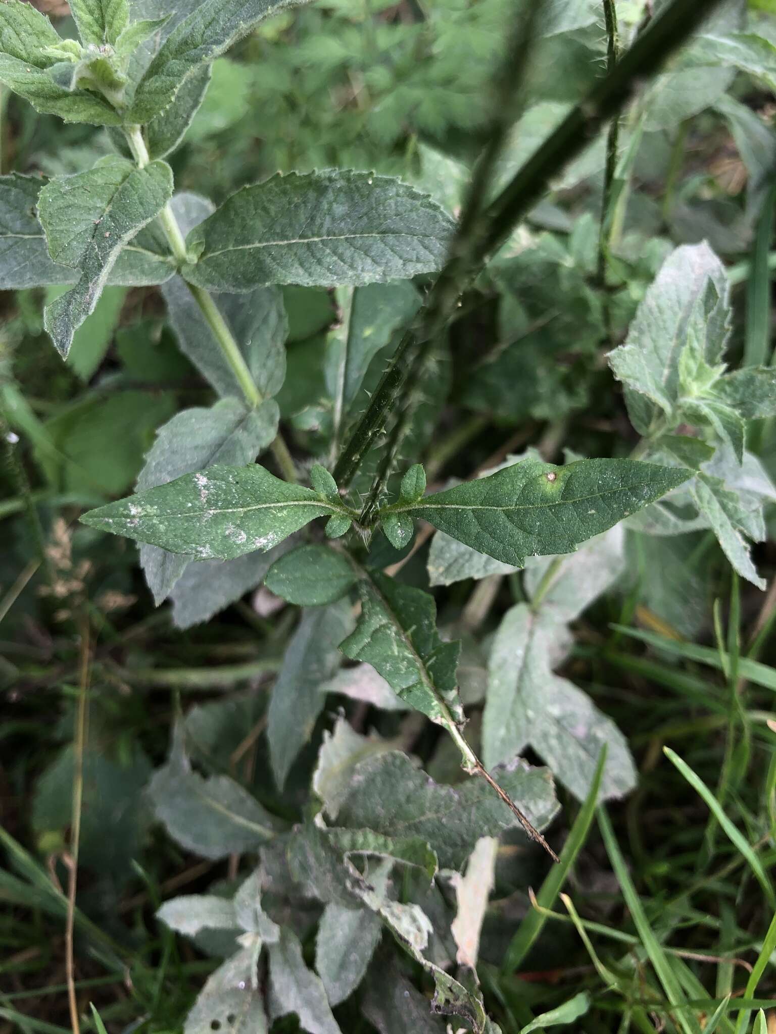 Image of small teasel