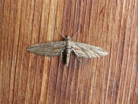 Image of <i>Eupithecia acutipennis</i> Hulst 1898