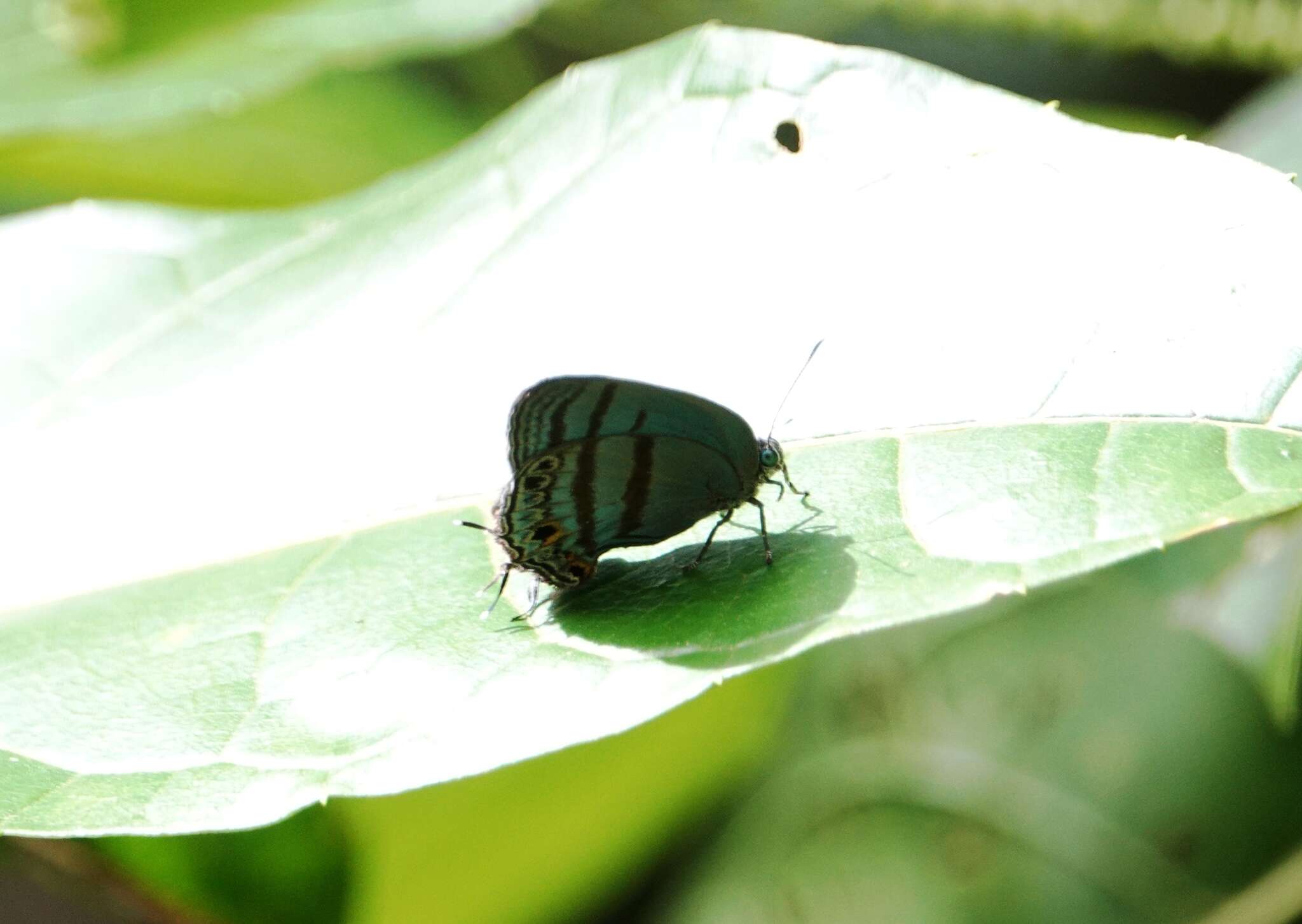 Sivun Evenus satyroides kuva