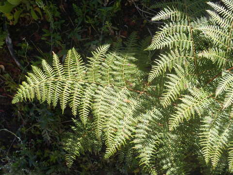 Image of Bracken