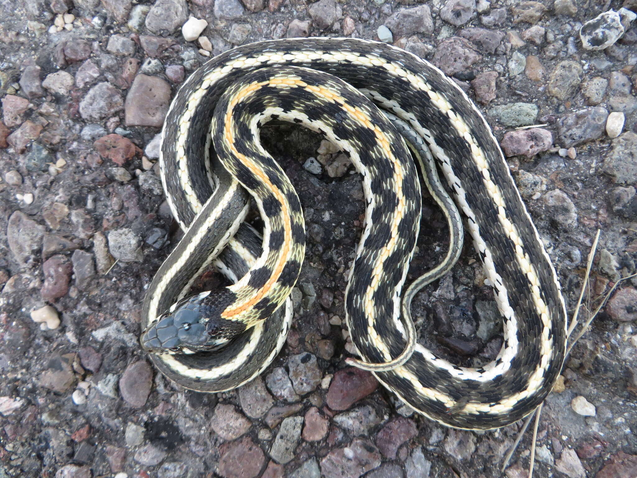 Image of Blackneck Garter Snake