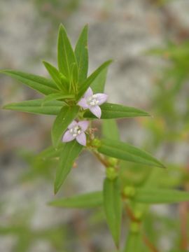Image of <i>Diodia teres</i>