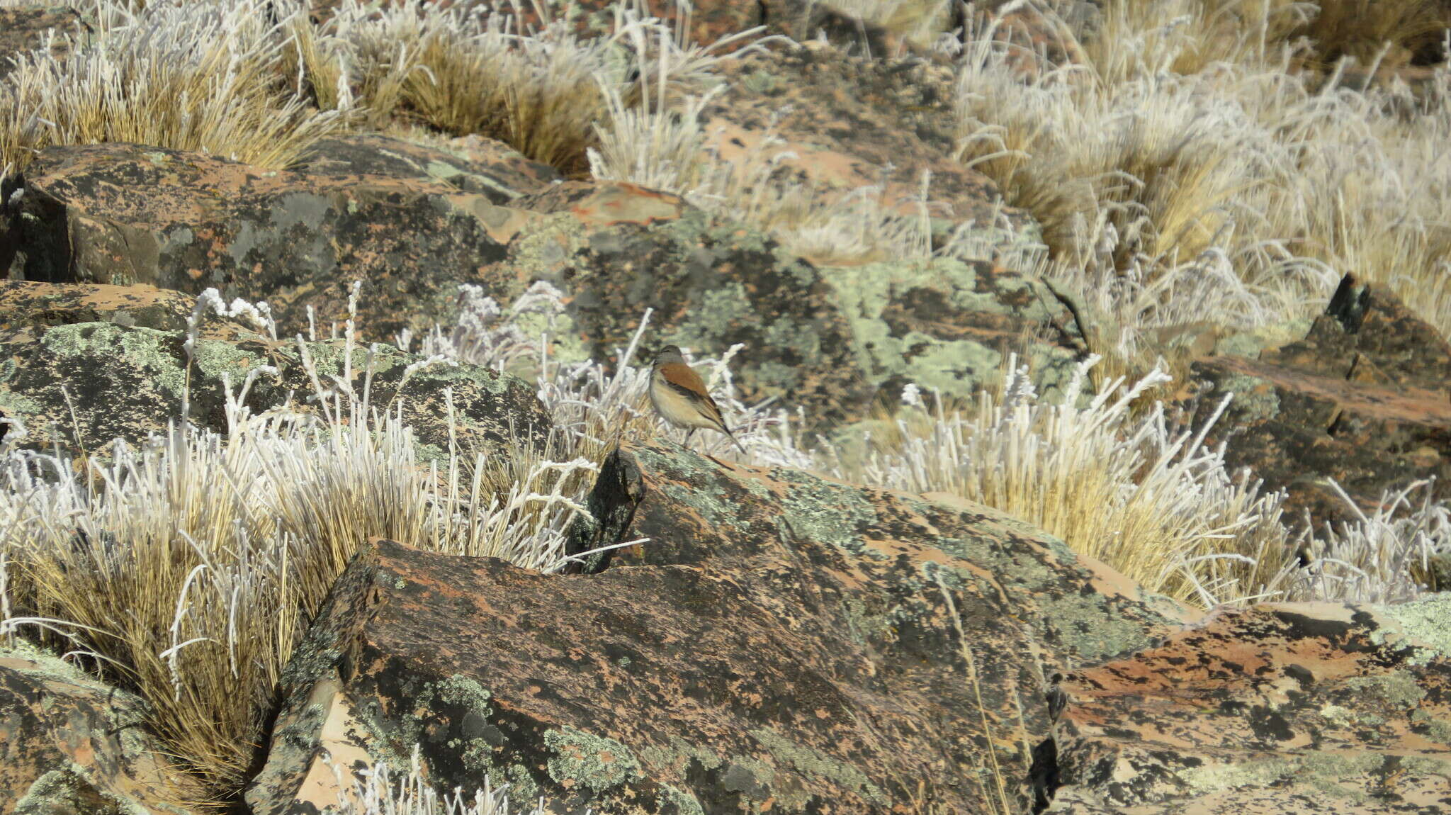 Image of Red-backed Sierra Finch