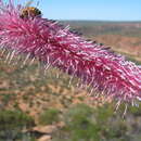 Image of Grevillea petrophiloides subsp. petrophiloides