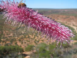 Image of Grevillea petrophiloides subsp. petrophiloides