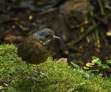 Image of Moustached Antpitta