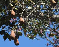 Image of Ceiba lupuna P. E. Gibbs & Semir