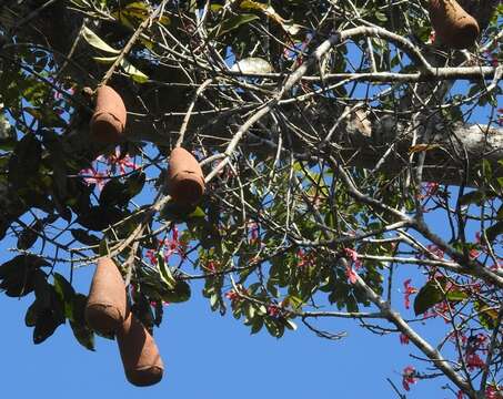 Image of Ceiba lupuna P. E. Gibbs & Semir