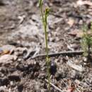 Pterostylis corpulenta的圖片