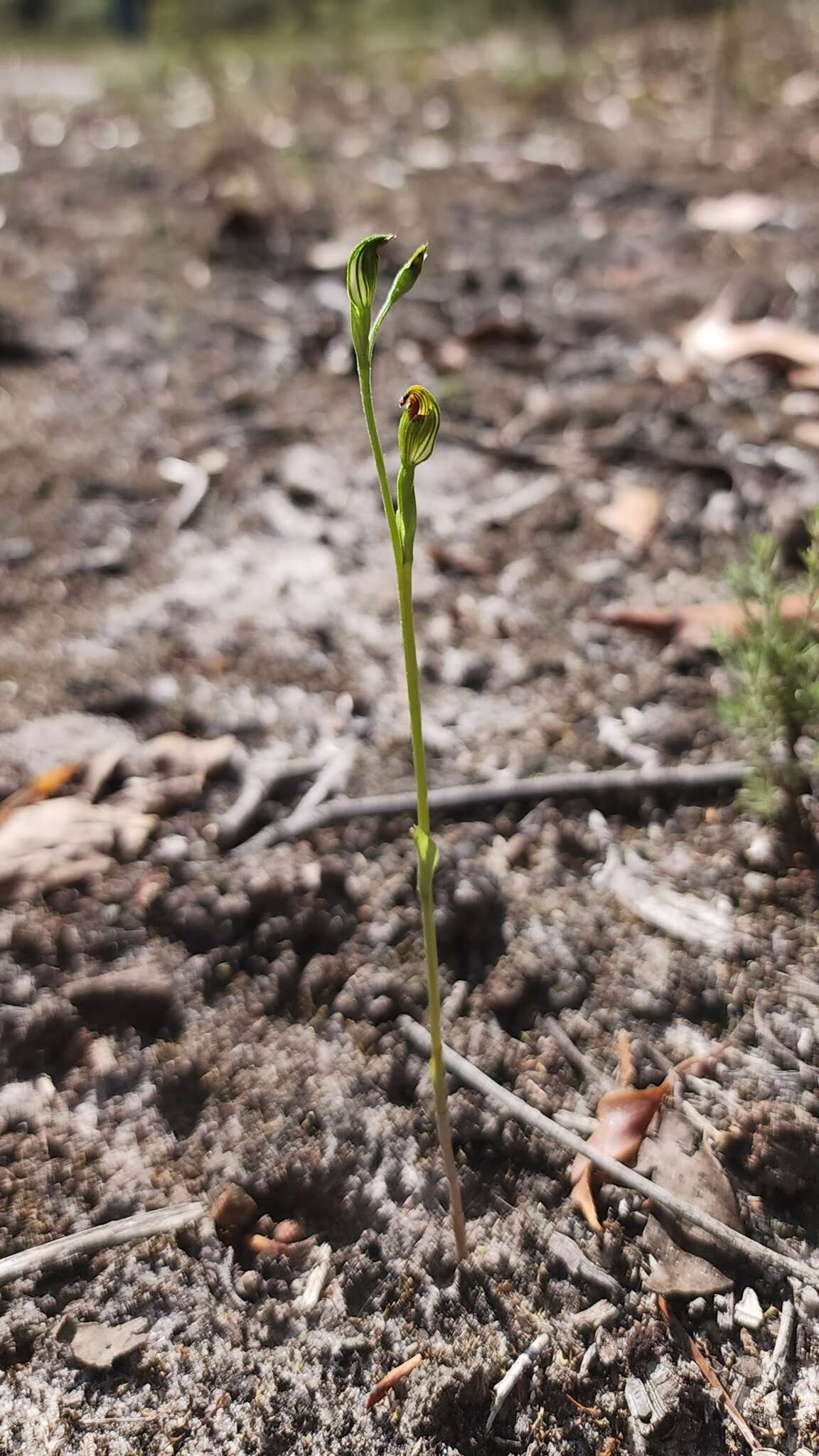 Pterostylis corpulenta的圖片