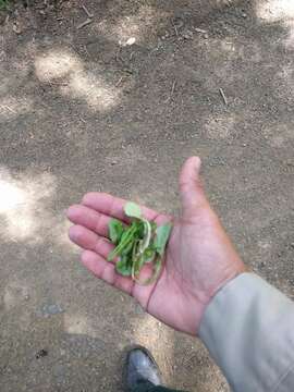 Image of endive daisy