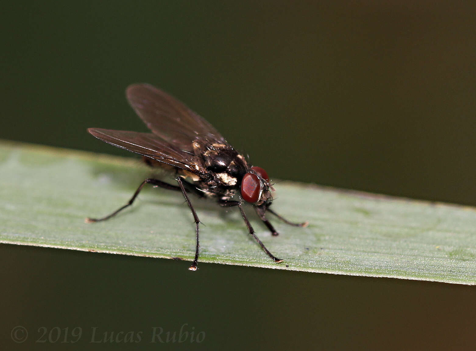 Image of Limnophora narona (Walker 1849)