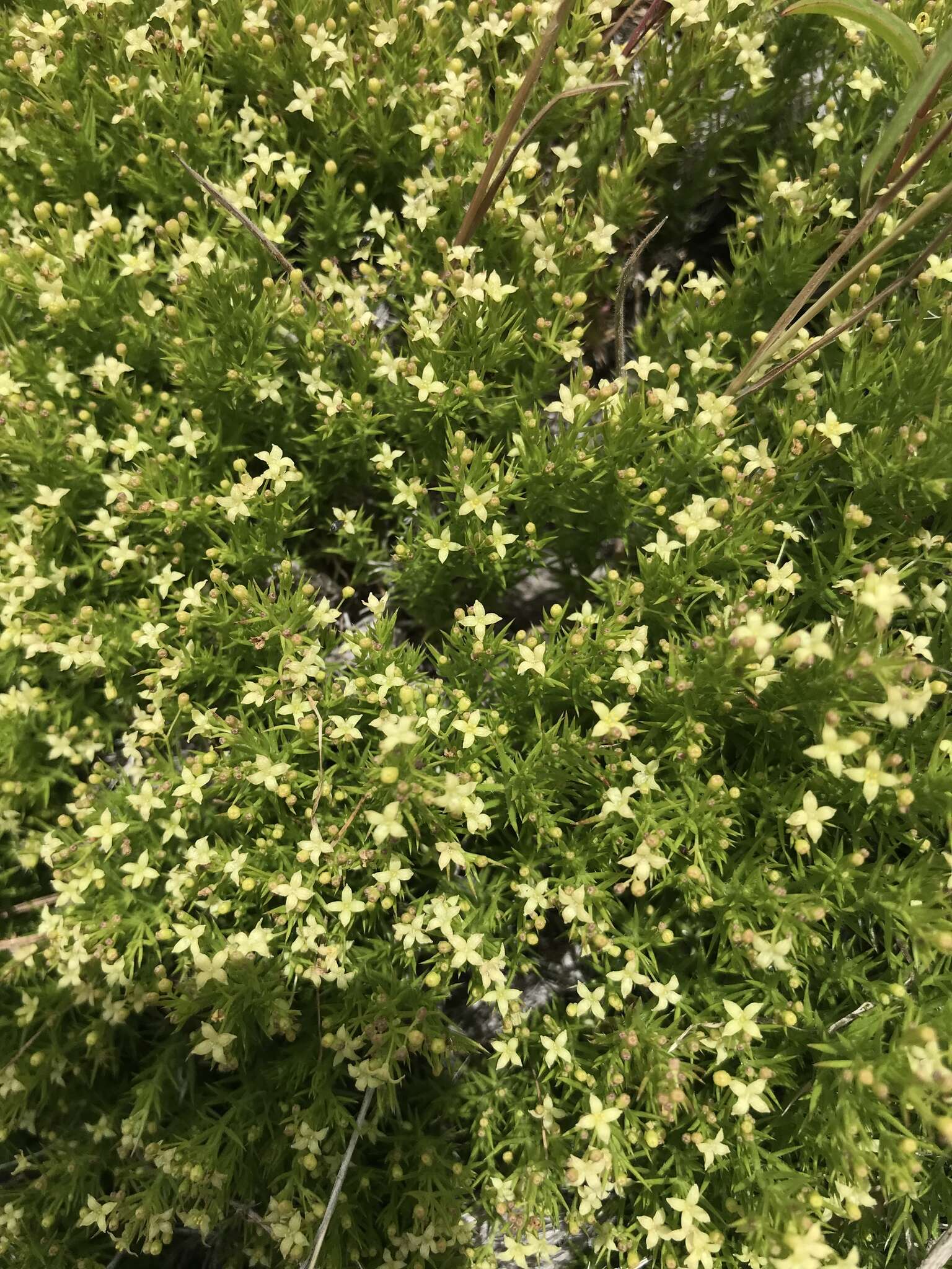 Image of Andrews' bedstraw