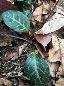 Image of American wintergreen