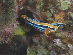 Sivun Chromodoris quadricolor (Rüppell & Leuckart 1830) kuva