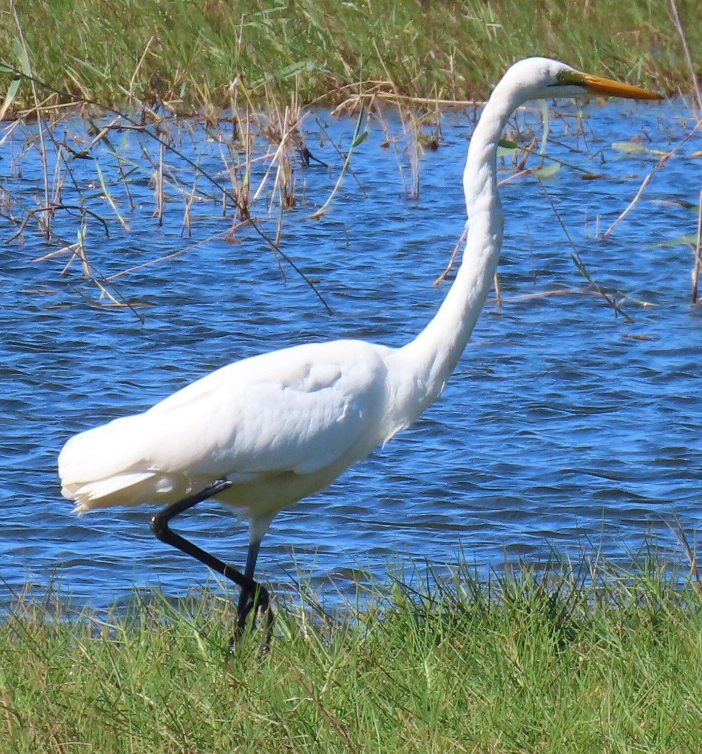 Image of Ardea alba melanorhynchos Wagler 1827