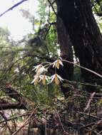 Image of Barkeria obovata (C. Presl) Christenson