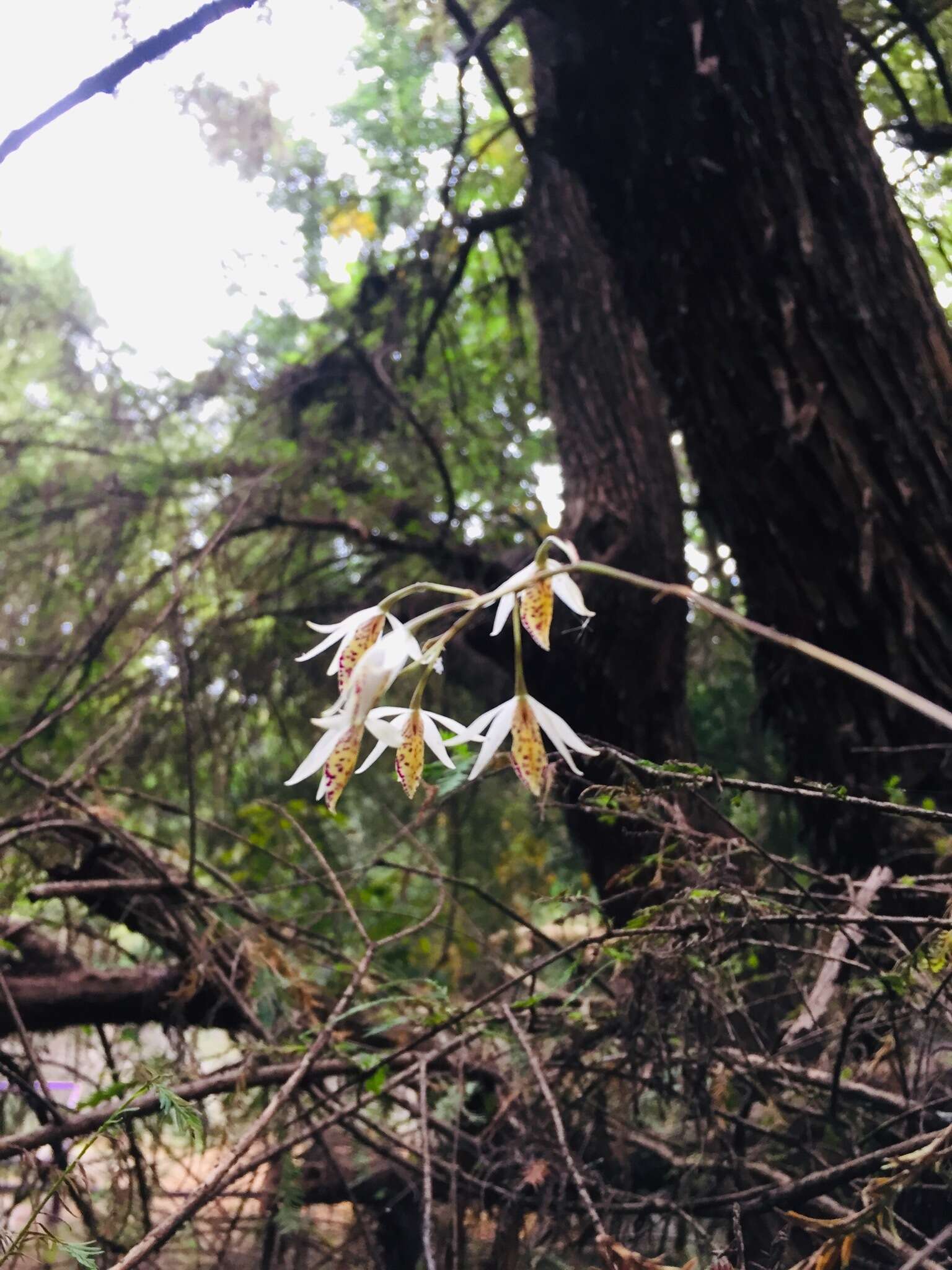 Слика од Barkeria obovata (C. Presl) Christenson