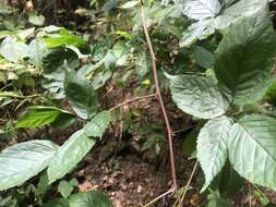 صورة Rubus canadensis L.