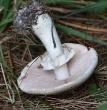 Image de Agaric blanc sanguinolent