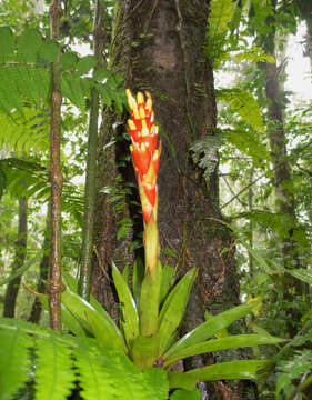 Image of Guzmania donnellsmithii Mez ex Donn. Sm.