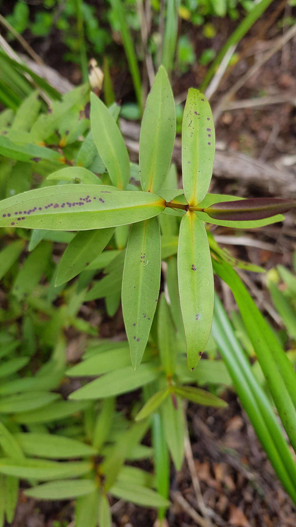 Image of Veronica ligustrifolia A. Cunn.