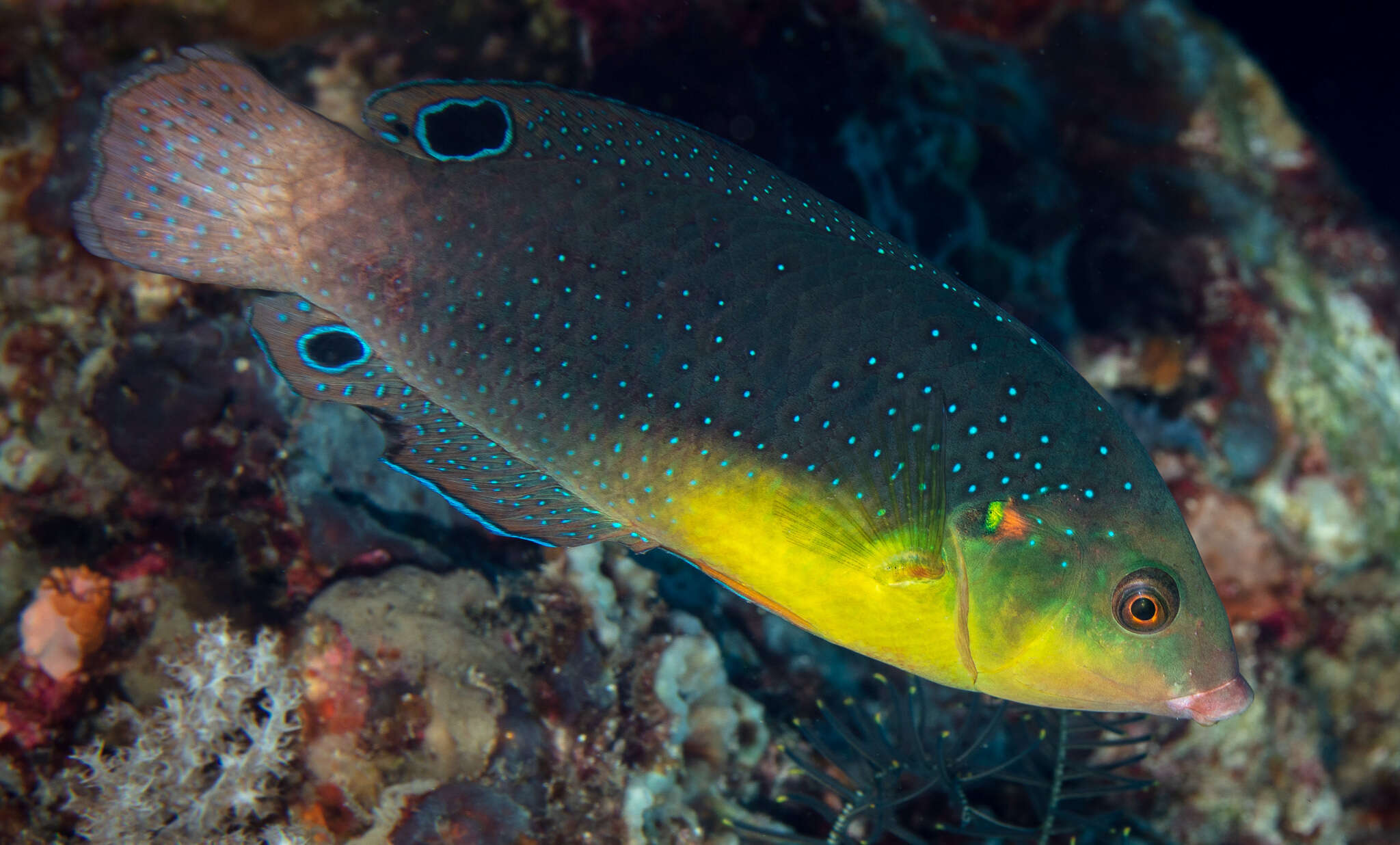 Image of Twister Wrasse