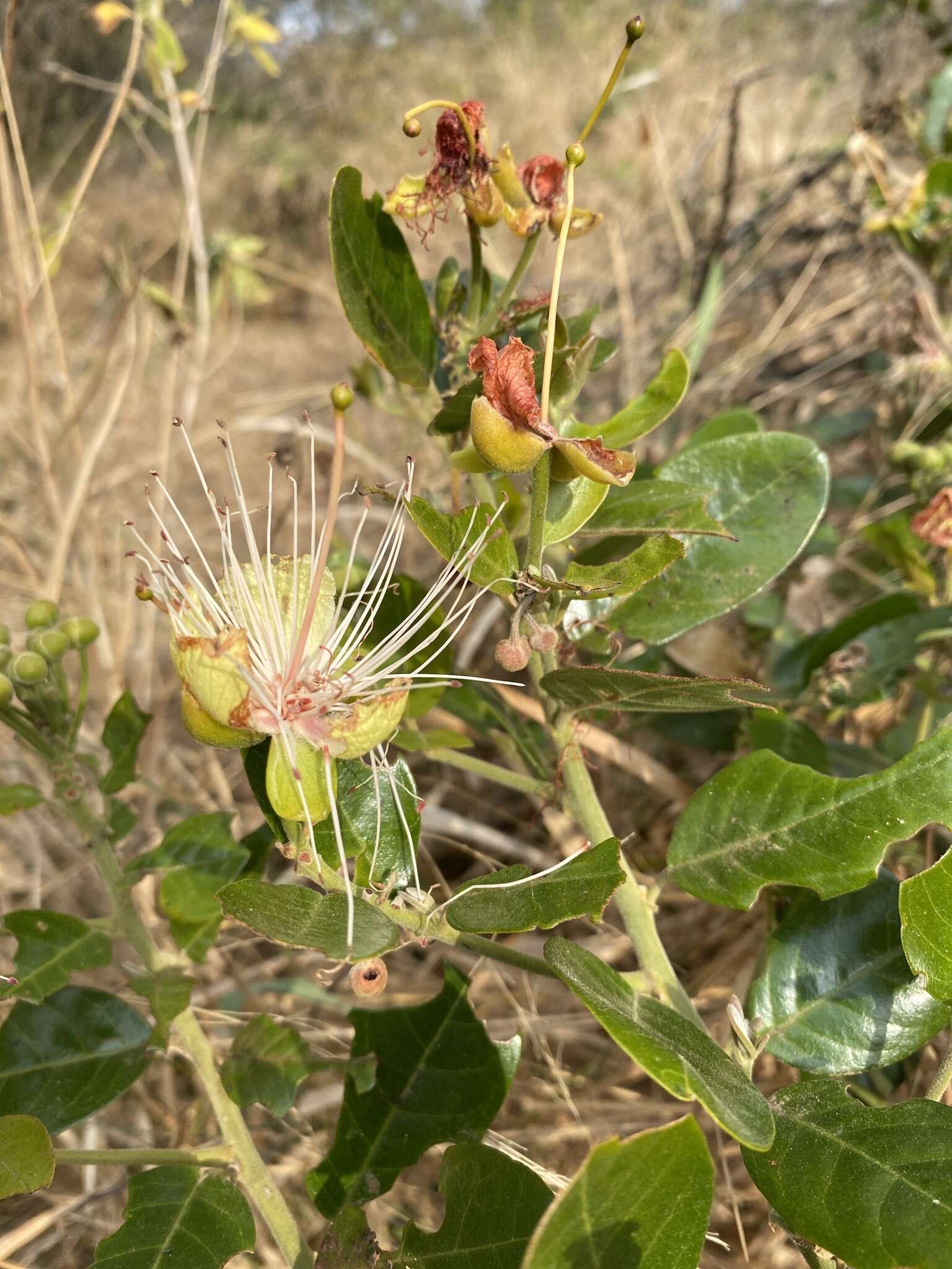 Image of African caper